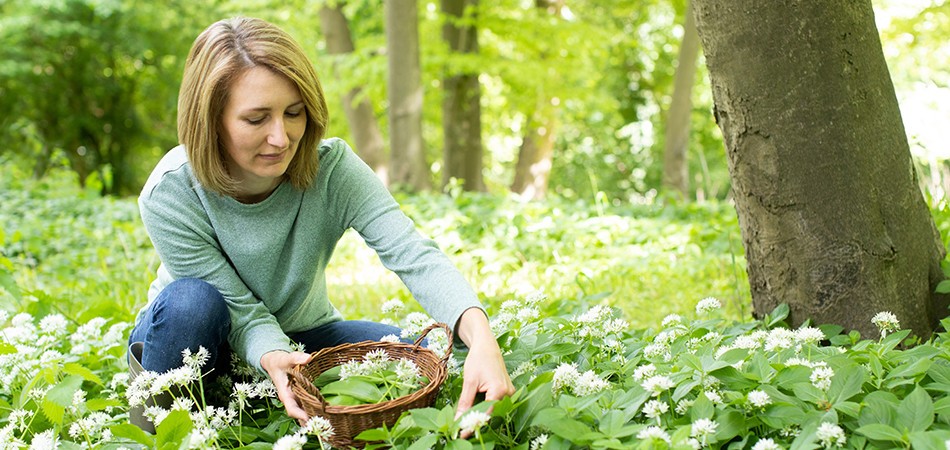 Foraging - Dolomites Foraging - Dolomites